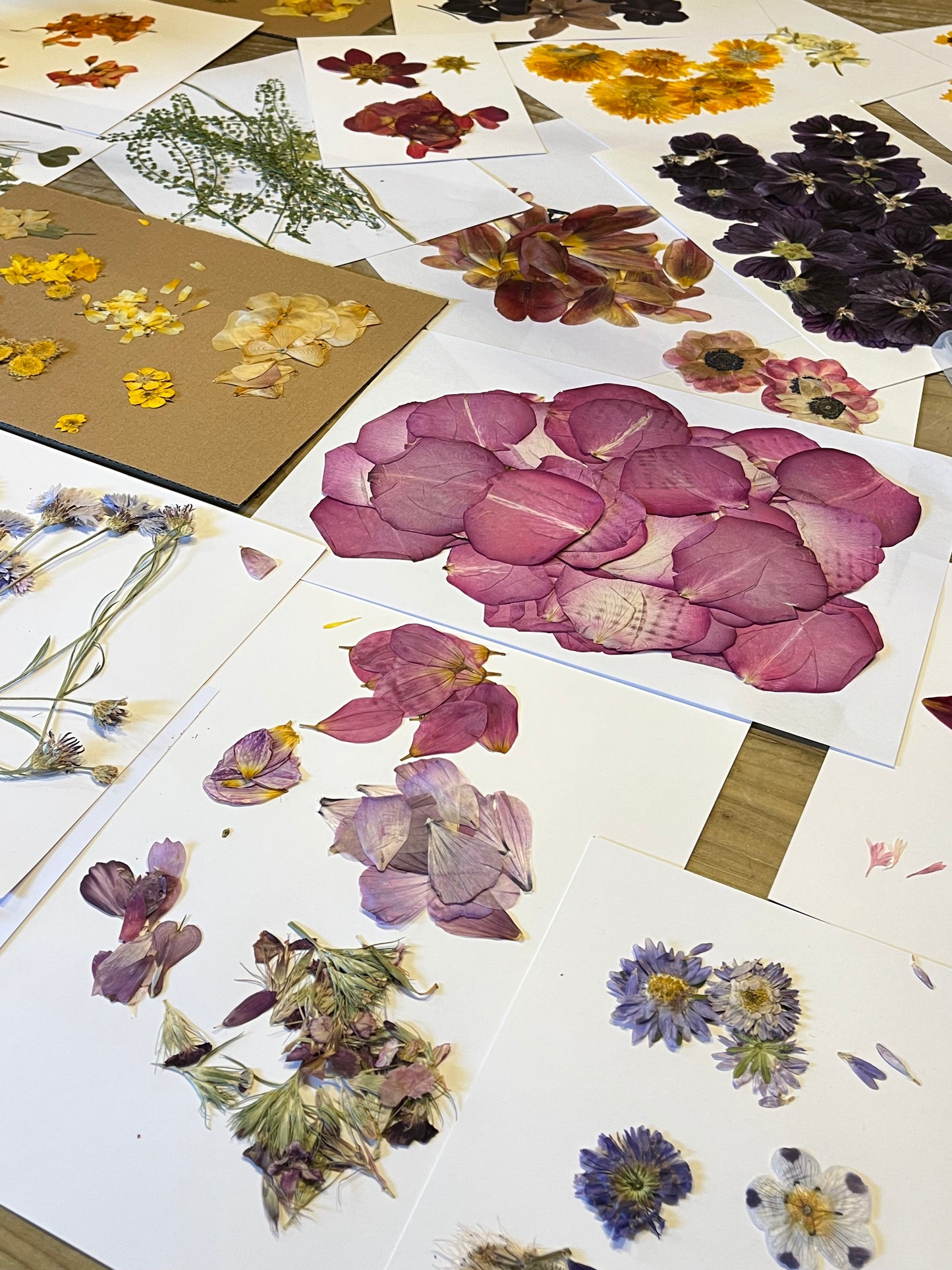 Atelier - Les herbiers fleuris