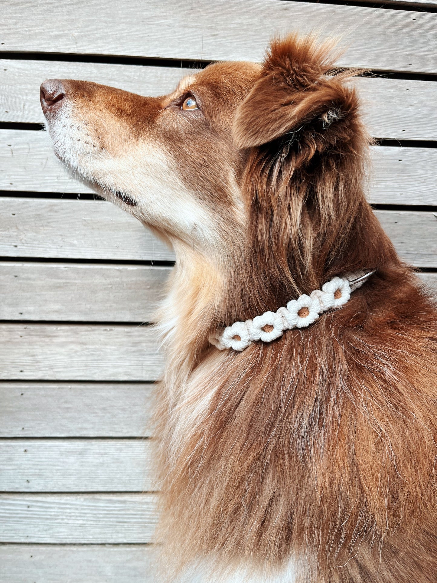 Atelier macramé - Crée le collier de ton chien