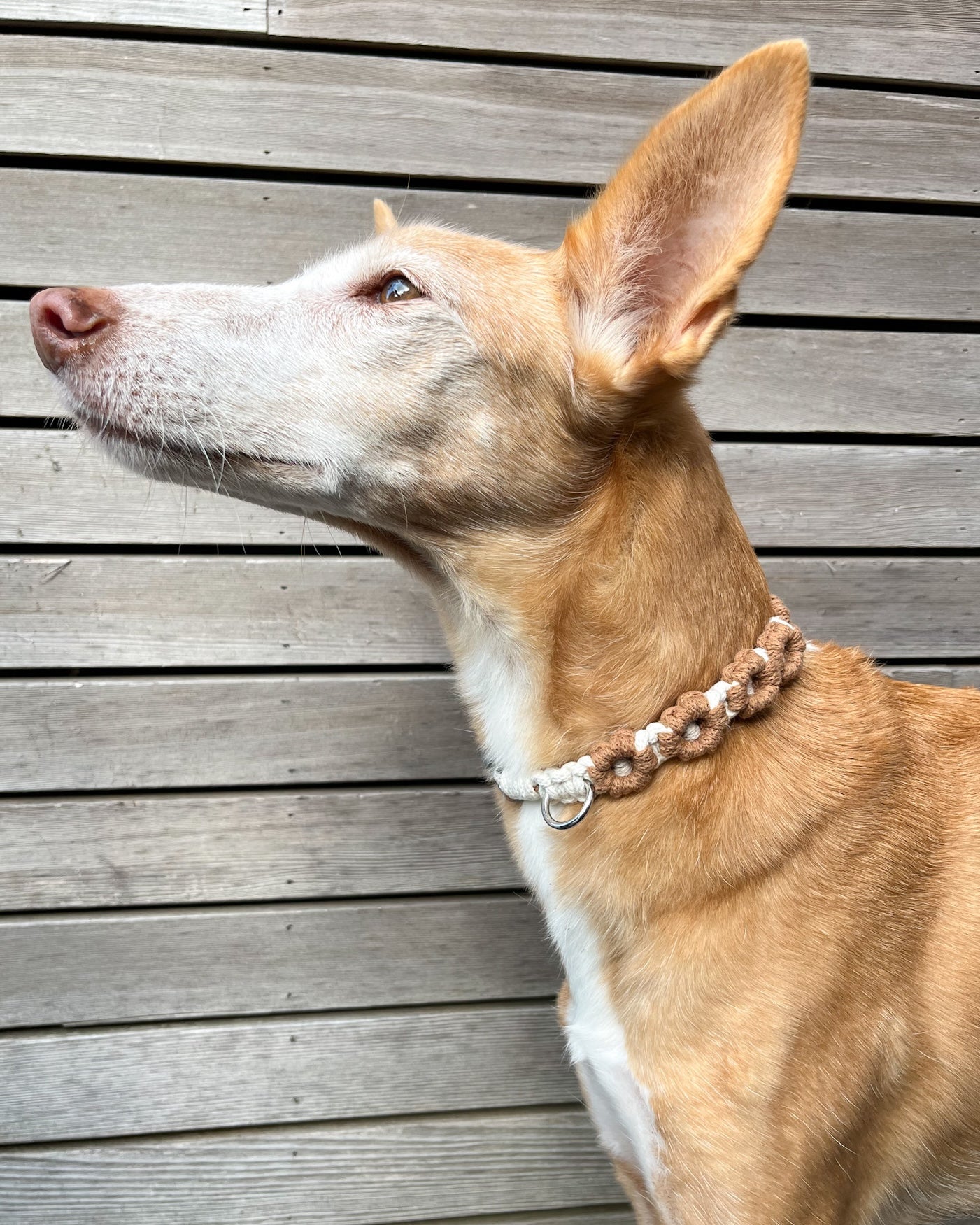 Atelier macramé - Crée le collier de ton chien